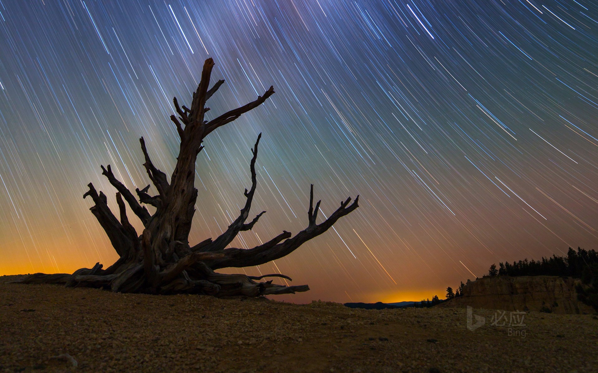 Star trails and a bristlecone pine at Bryce Canyon National Park, Utah